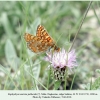 euphydryas aurinia male salatau 3